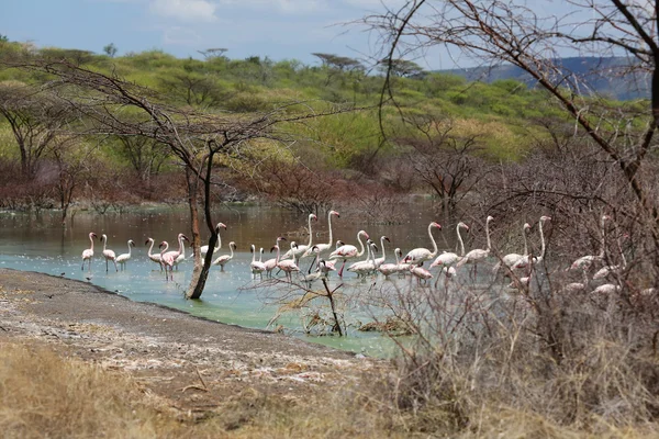 Grupa małopolskie flamingi w Kenii park narodowy jezioro bogoria — Zdjęcie stockowe