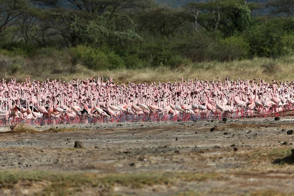 Gruppo di migliaia di fenicotteri minori al parco nazionale del lago Bogoria Kenya — Foto Stock