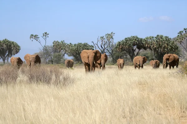 Kudde olifant in savanne in samburu nationaal park — Stockfoto