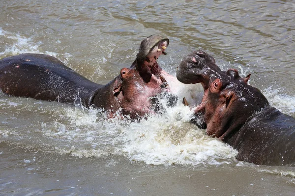 Hippopotamuses fighting at masai mara national game park — Stock Photo, Image