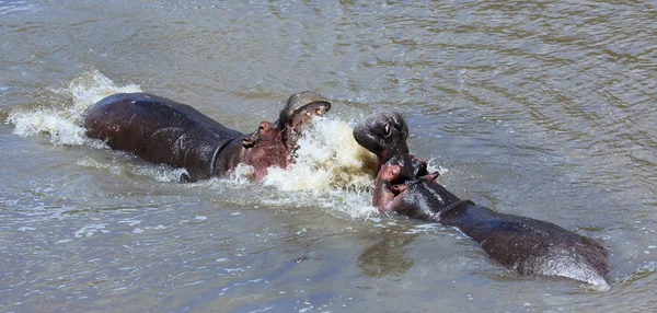 마 사이 마라 국립공원에서 싸우는 hippopotamuses — 스톡 사진