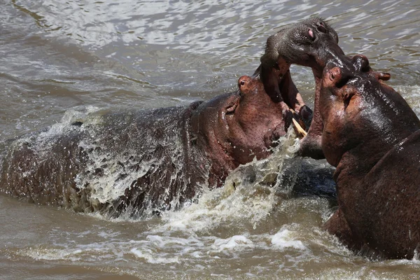 Hipopótamos lutando no parque Masai mara — Fotografia de Stock
