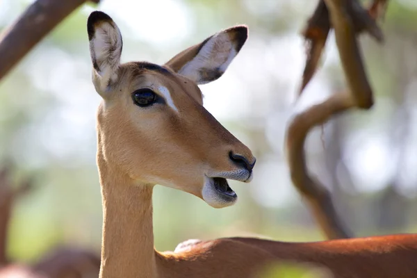 Impala olhando para mim no parque de jogos nacional do lago Naivasha — Fotografia de Stock