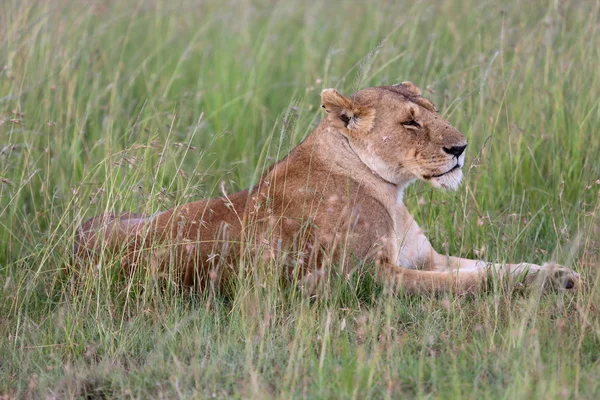 Leoa está dormindo na savana no parque de jogos nacional masai mara — Fotografia de Stock
