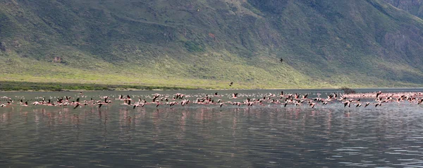 Beau vol de flamants roses au parc national du lac de bogoria kenya — Photo