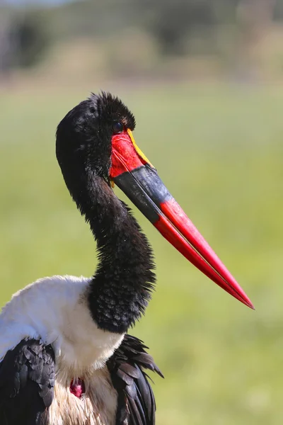 Retrato de una cigüeña con silla de montar en el parque nacional Samaburu Kenya —  Fotos de Stock