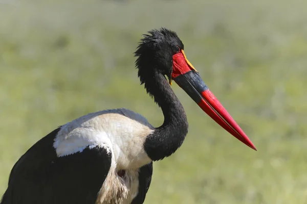 Portret een Zadelbekooievaar in samaburu park — Stockfoto