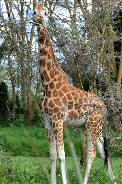 Ritratto di una giraffa che mangia un albero al parco nazionale dei giochi di Naivasha Lake Kenya — Foto Stock