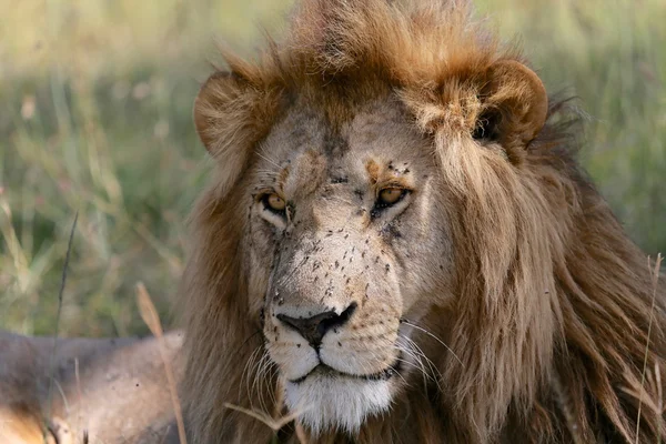 Portré egy szép oroszlán a maszáj mara nemzeti park kenya — Stock Fotó