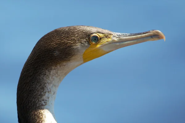 Retrato de un cormorán de pecho blanco en el parque nacional de caza lago Naivasha Kenya —  Fotos de Stock