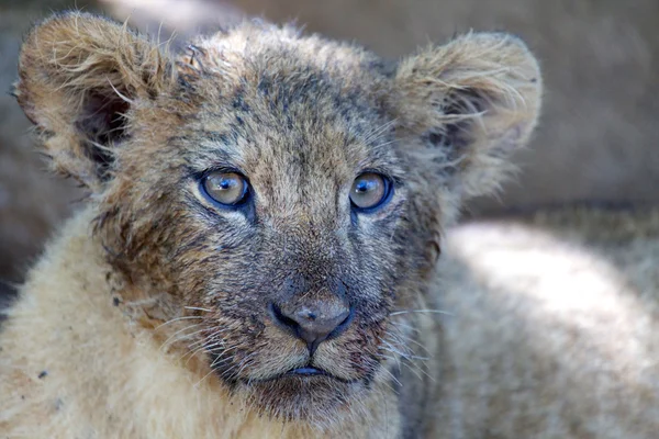 Portre genç aslan naivasha Gölü Milli maçında park kenya — Stok fotoğraf