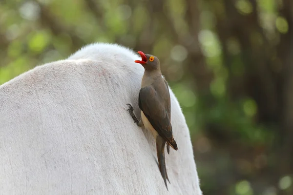 Pichón de pico rojo en la parte posterior de una vaca en el parque nacional del lago Bogoria —  Fotos de Stock