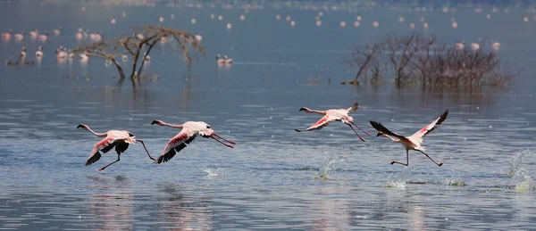 Décollage de quatre petits flamants roses dans le parc national du lac Bogoria — Photo