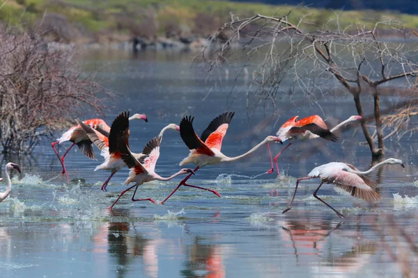 Flamingolar bogoria Gölü Milli Parkı kapalı al — Stok fotoğraf