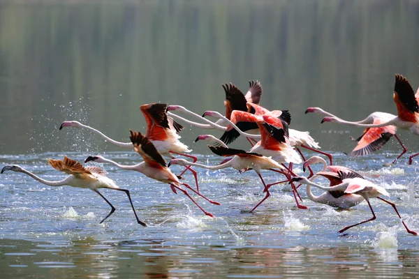 小火烈鸟在博高瑞亚湖国家公园肯尼亚起飞 — 图库照片