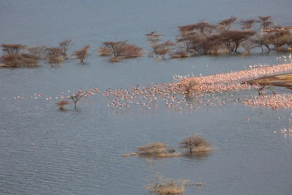 Decollare di migliaia di fenicotteri visti da una scogliera a bogoria lago kenya — Foto Stock