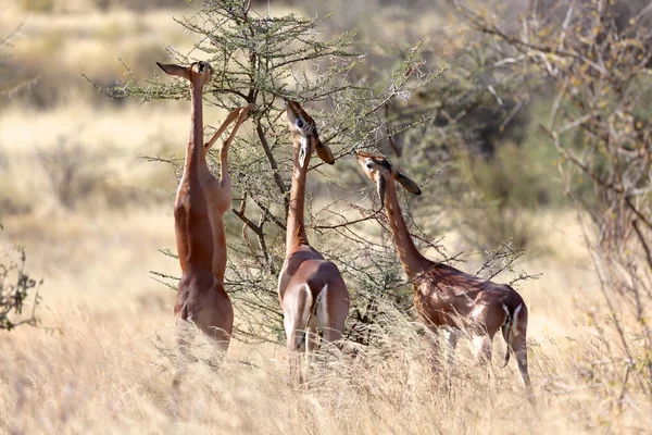 Üç gerenuks bir akasya samburu Ulusal Oyun Parkı'nda yemek — Stok fotoğraf