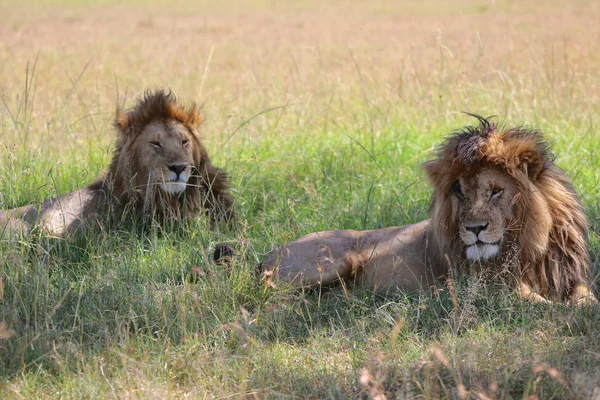 Dos hermosos leones en el parque nacional Masai Mara Kenya — Foto de Stock