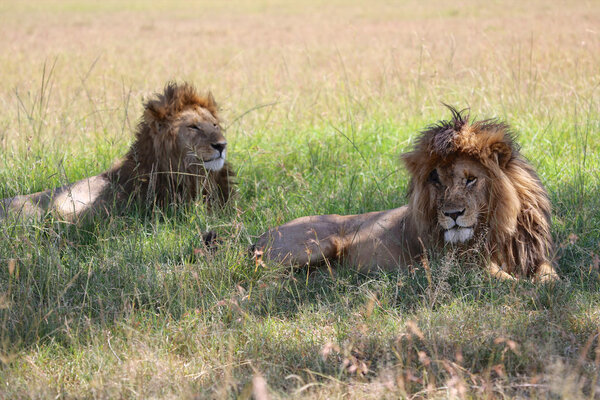 two beautiful lions at masai mara national park