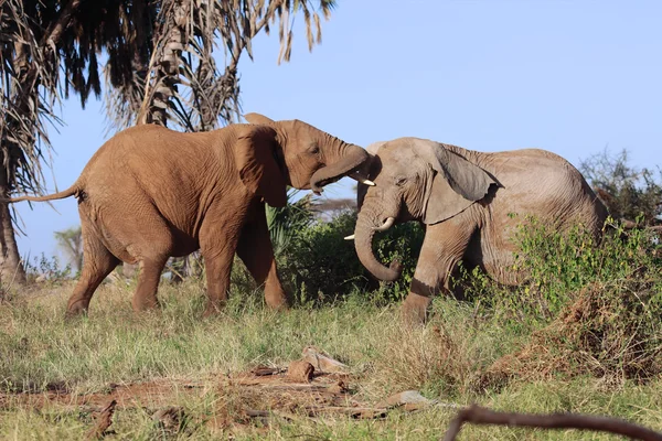 Kenya Samburu Ulusal oyunda mücadele iki fil Parkı — Stok fotoğraf