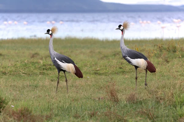 Two gray crowned cranes in naivasha lake national game park kenya — Stock Photo, Image