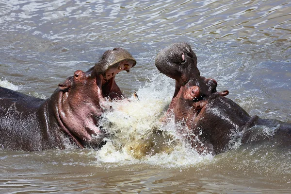Dois hipopótamos lutando no parque nacional de Masai mara — Fotografia de Stock
