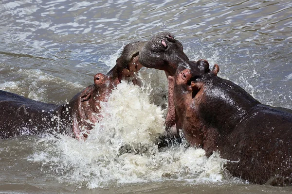 Dos hipopótamos peleando en Masai mara — Foto de Stock