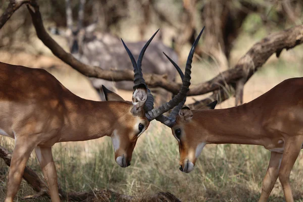 Dois impalas lutando no parque de jogos samburu — Fotografia de Stock