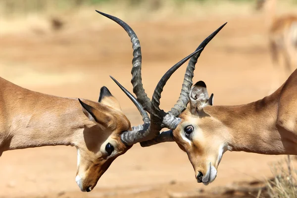 Due impala che combattono nel parco nazionale di samburu — Foto Stock