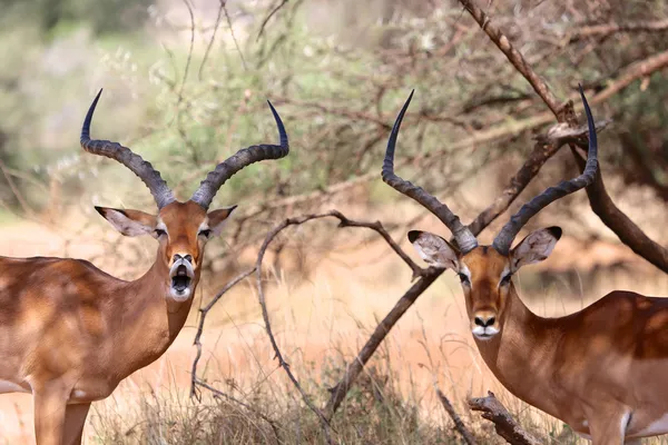 Två impalor ser på mig i samburu nationalpark spel — Stockfoto