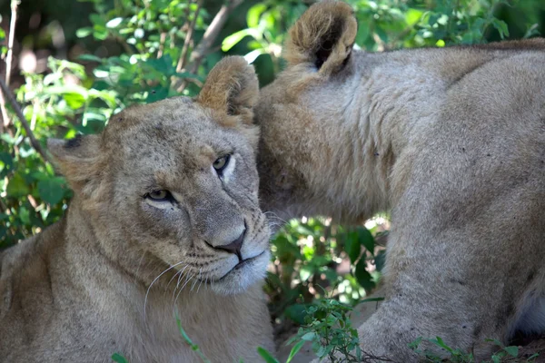 Two lionesses hugging at naivasha lake national game park kenya — Stock Photo, Image