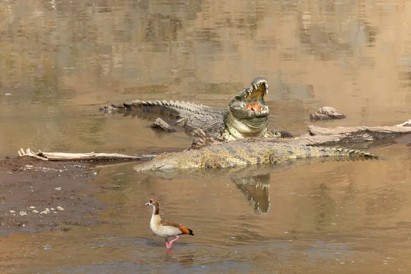 A maszáj mara river nemzeti játék két nílusi krokodilok park kenya — Stock Fotó