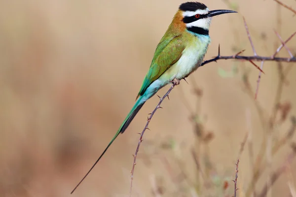 Met throated bijeneter op samburu nationaal park Kenia — Stockfoto