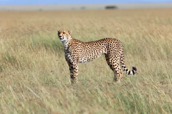 Wspaniałe cheetah polowania w masai mara national gra parku Kenii — Zdjęcie stockowe