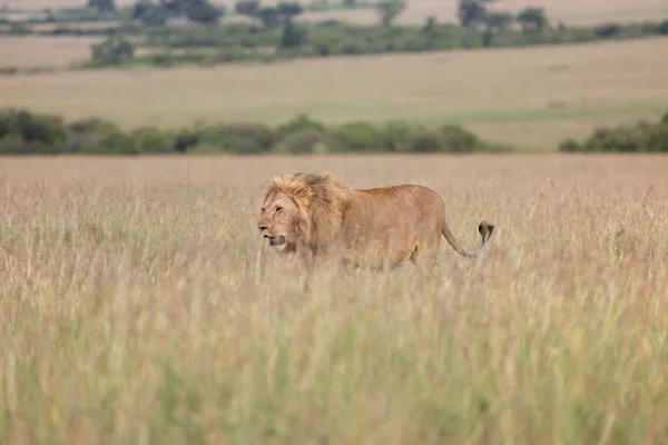 Underbara lejon på savannen på masai mara national park kenya — Stockfoto