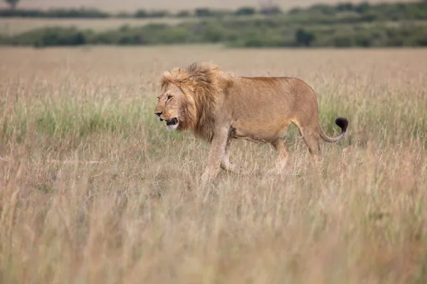 Maravilloso león en la sabana en el parque nacional Masai mara —  Fotos de Stock