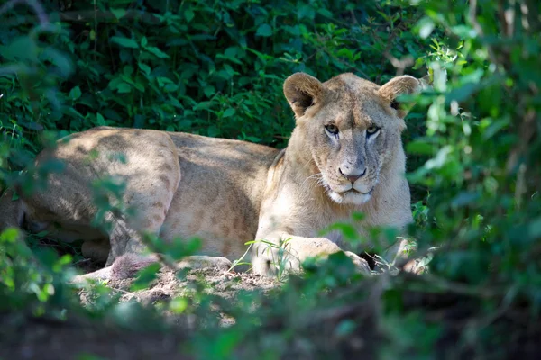Maravilhosa leoa em naivasha lago parque de jogos nacional kenya — Fotografia de Stock