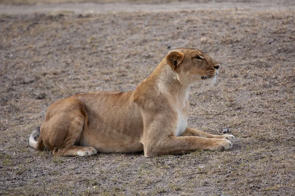 Meravigliosa caccia leonessa nel parco nazionale di samburu kenya — Foto Stock