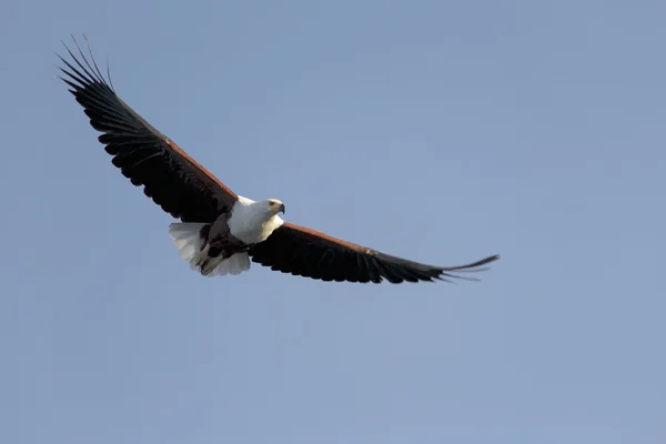 African fish eagle flying at baringo lake national park kenya Royalty Free Stock Images