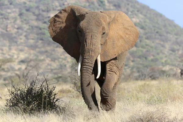 Um elefante aproxima-se de mim no parque de jogos nacional de Samburu Kenya. Imagens De Bancos De Imagens