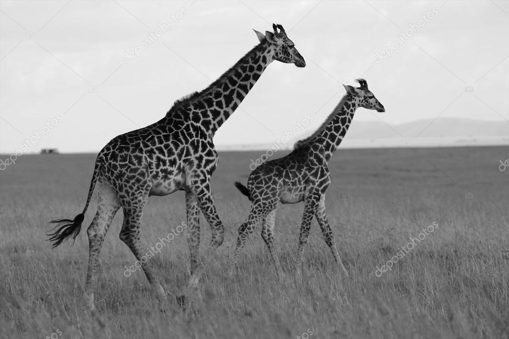 a giraffe and her baby in masai mara national game park
