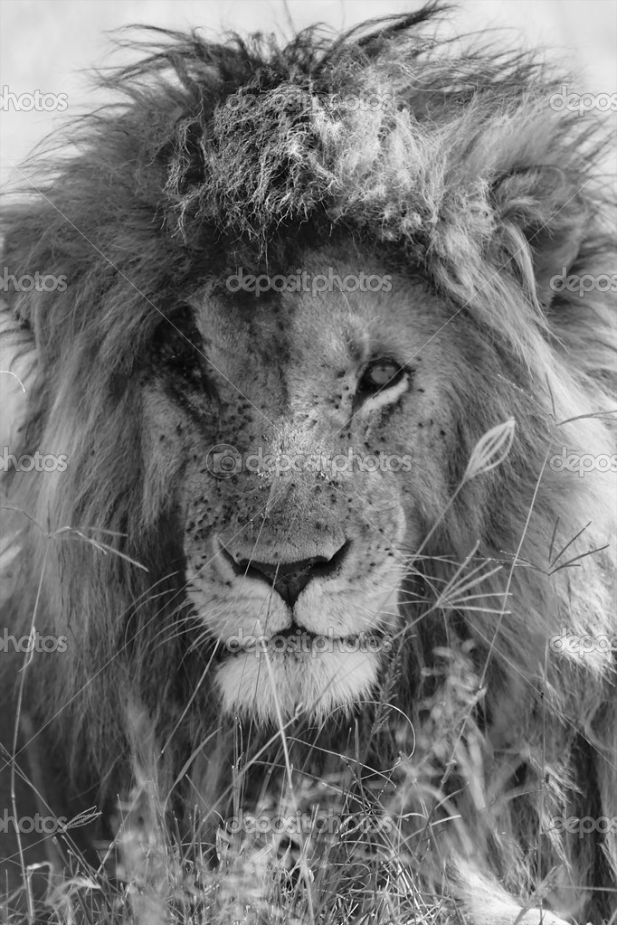 A portrait of a beautiful lion with a scarface at the ...