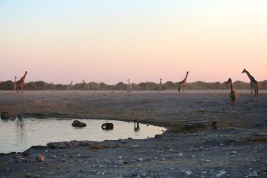 On zürafalar yakınındaki bir su birikintisinin, etkin