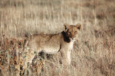 Bebek aslan etkin Ulusal Parkı