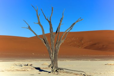 a dead tree in deadvlei namibia africa clipart