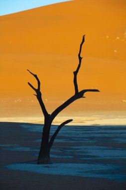 ölü bir ağaç deadvlei Namibya