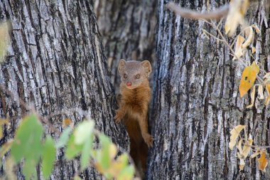 bir cüce mangoose etkin Milli Parkı Namibya