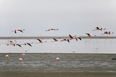 walvis Bay flamingoları uçuş