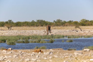 su kuyusu, etkin bir zürafa içme suyunda