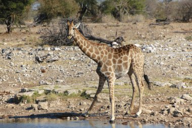 etkin Ulusal Parkı içinde bir ziyarette200 sürpriz bir zürafa